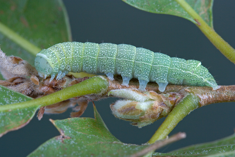 Larva su Quercus ilex